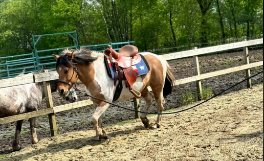Trainingsstal paard Balen, Antwerpen